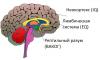 EQ неокортекс и лимбическая система.jpg